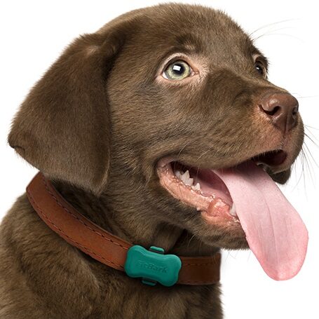 FitBark – ubieralna technologia z sensorami aktywności dla psa