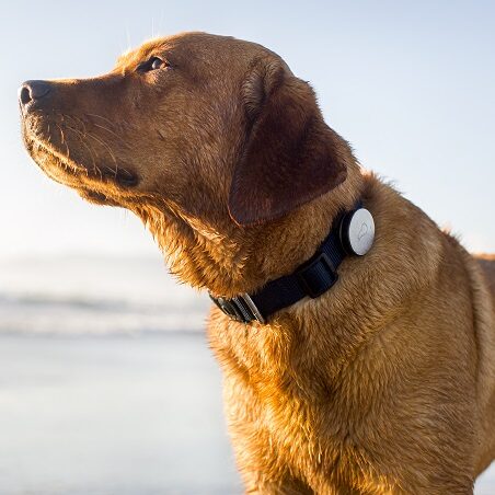 Blog: Whistle – czy psu przyda się monitoring aktywności?