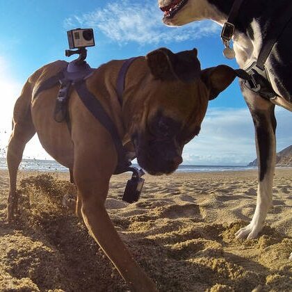 Fetch – GoPro na psie, czyli nagrania z perspektywy czworonoga!