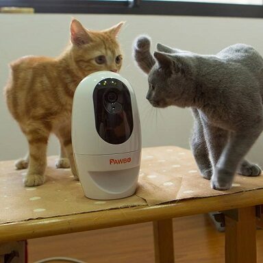 Pawbo – laserowa zabawa z kotem przez smartfon