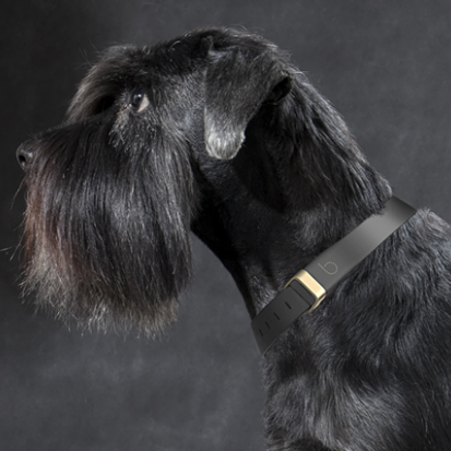 Beagard Activity Collar – inteligentna obroża do analizy zdrowia psa