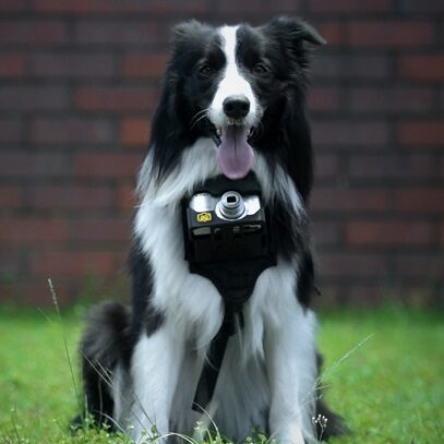 Blog: Twój pies pstrykałby zdjęcia Nikonem
