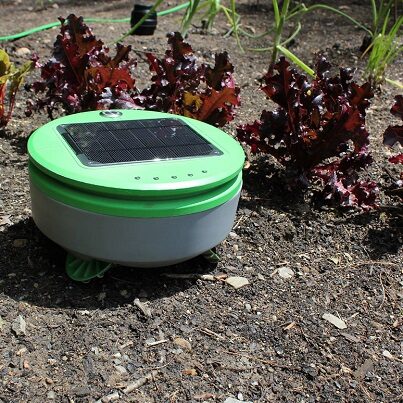 Tertill – ogrodowy smart robot do pielenia